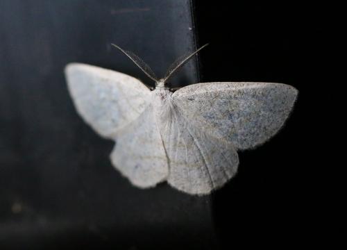 Réf. 231 942 : Cabera exanthemata